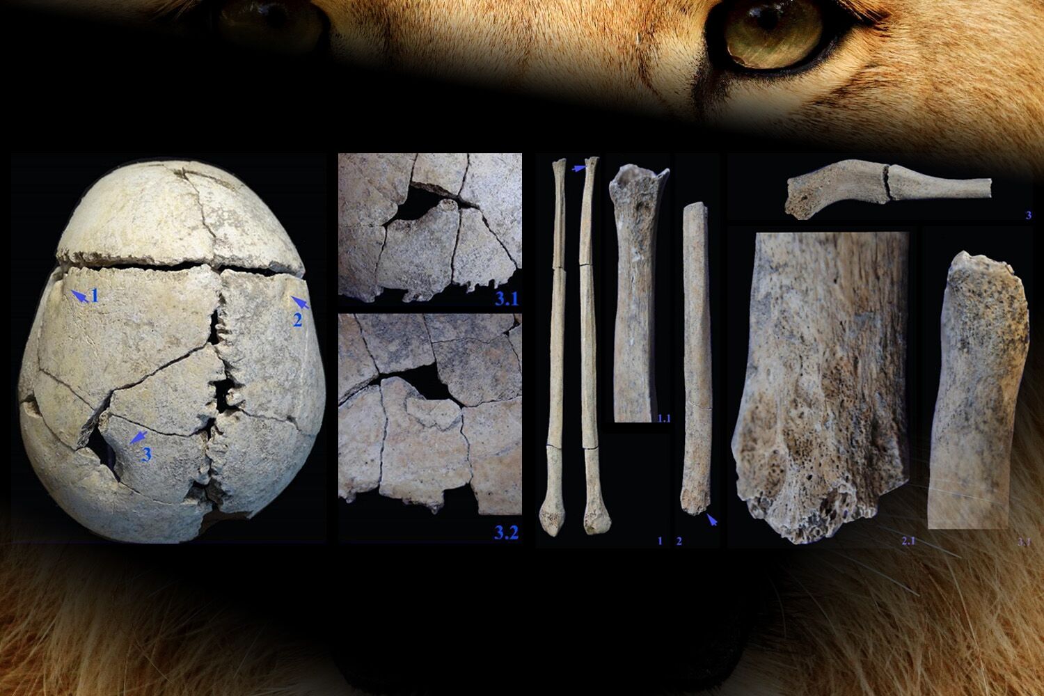 6,000-year-old skeleton discovered of man who was bitten on the head by a lion — and survived