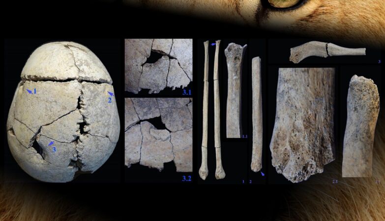 6,000-year-old skeleton discovered of man who was bitten on the head by a lion — and survived
