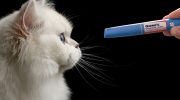 Ozempic for cats is coming