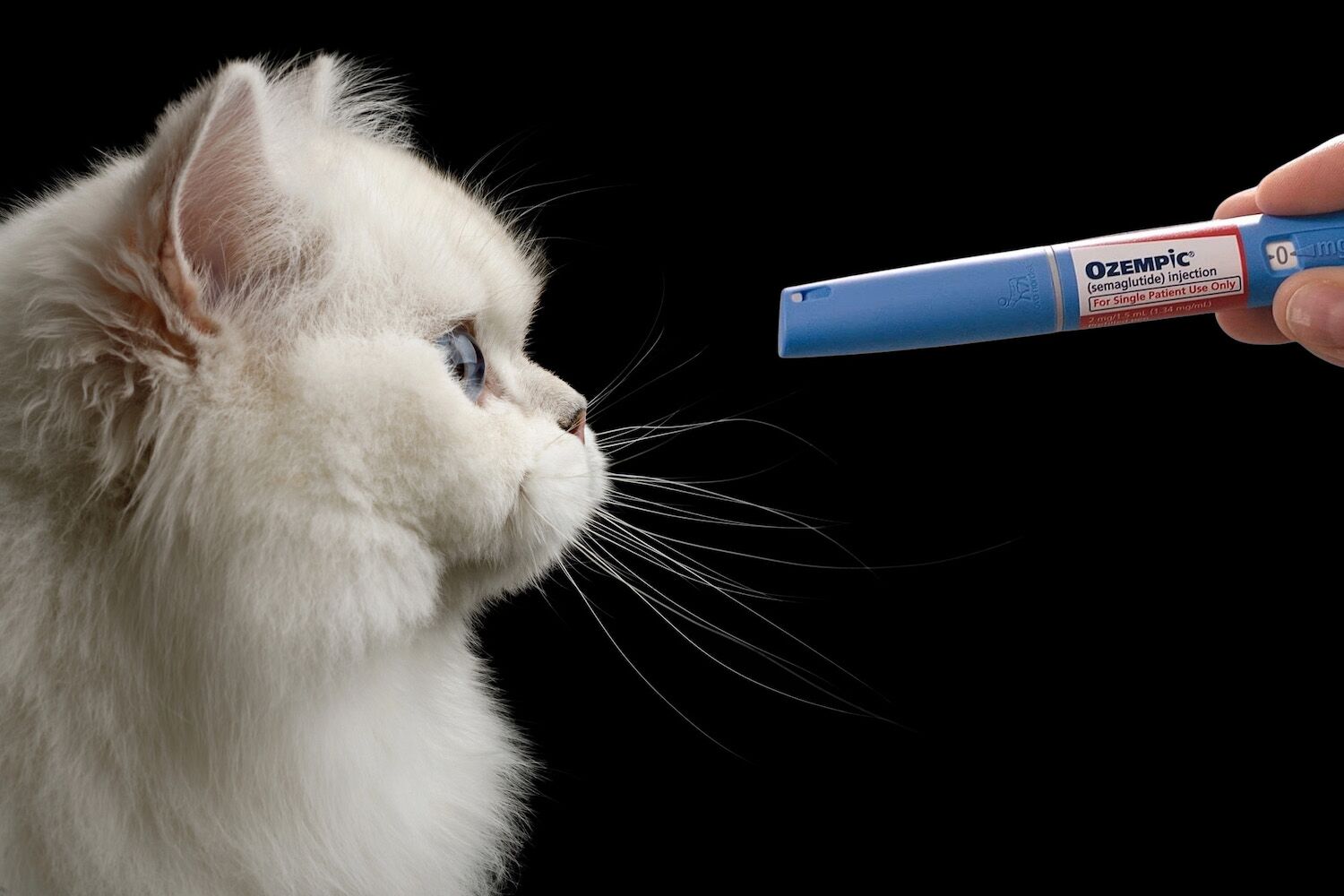 Ozempic for cats is coming