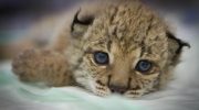 Iberian lynx embryos created in the laboratory through in vitro fertilization