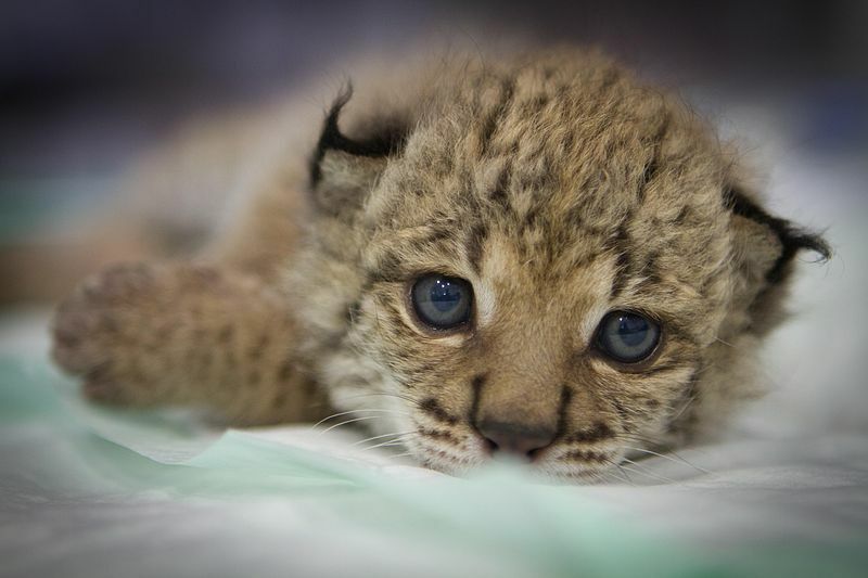 Iberian lynx embryos created in the laboratory through in vitro fertilization