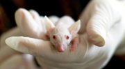 Scientists have released laboratory rats into the wild. Something incredible followed