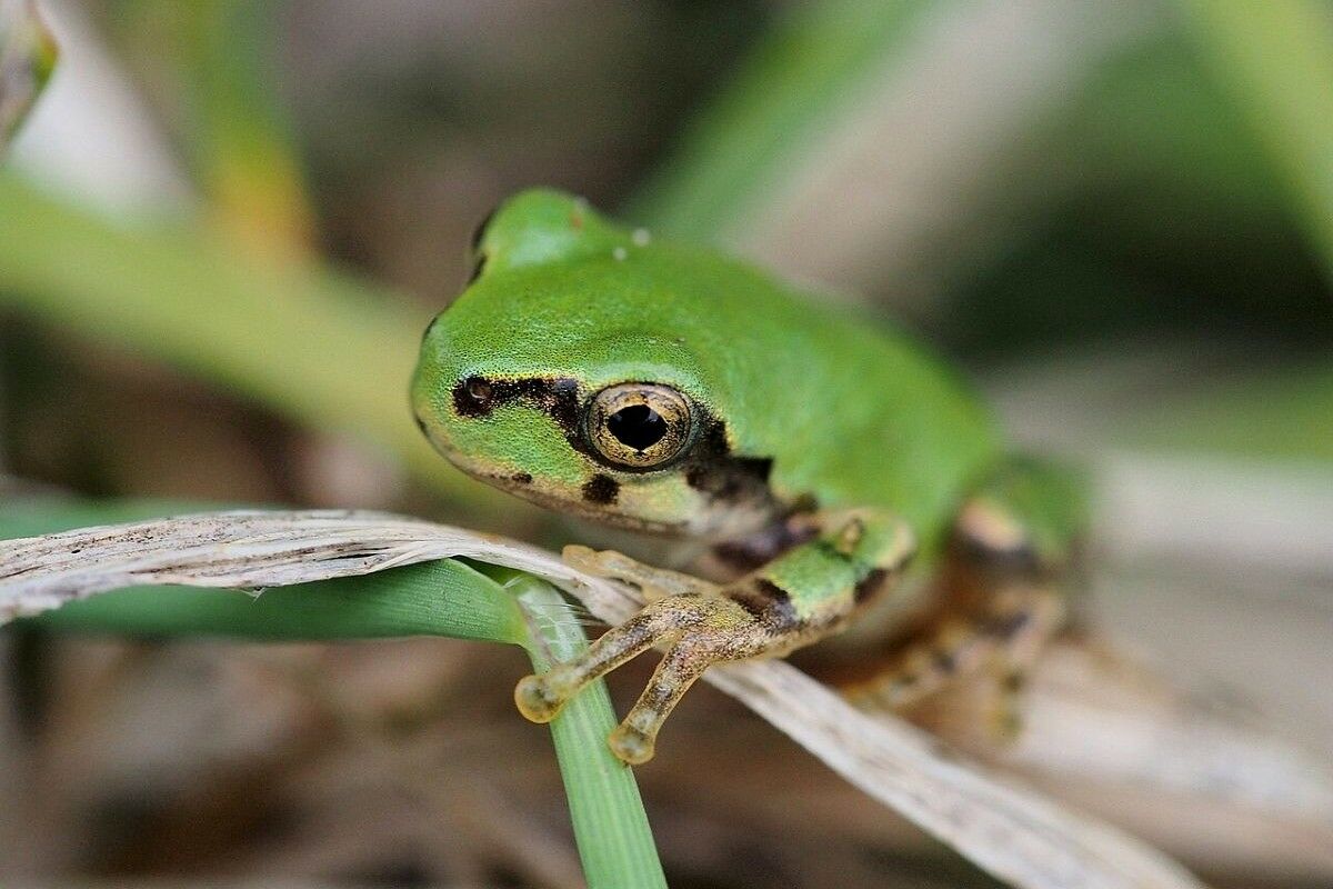 Powerful anti-cancer drug discovered. It's inside a frog