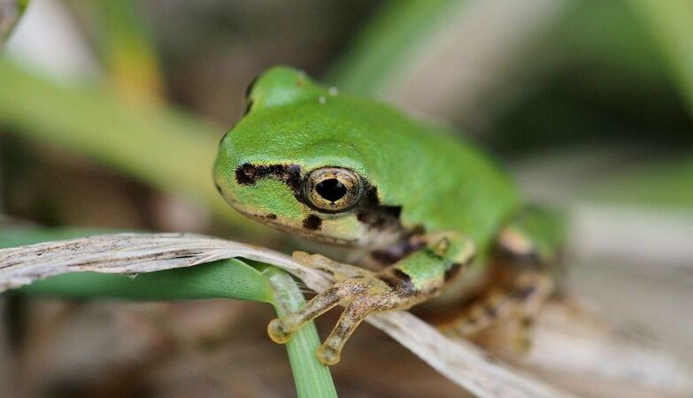 Powerful anti-cancer drug discovered. It's inside a frog