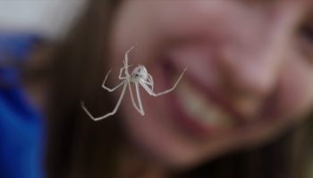 There are 10 spiders in each room of your house. Sweet dreams!