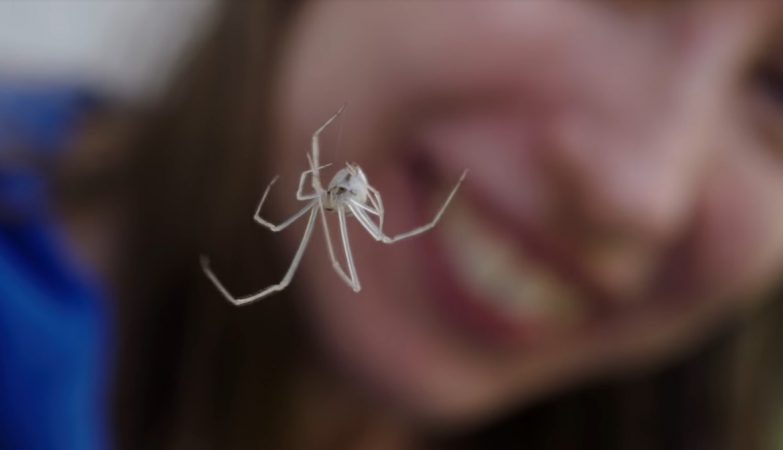 There are 10 spiders in each room of your house. Sweet dreams!