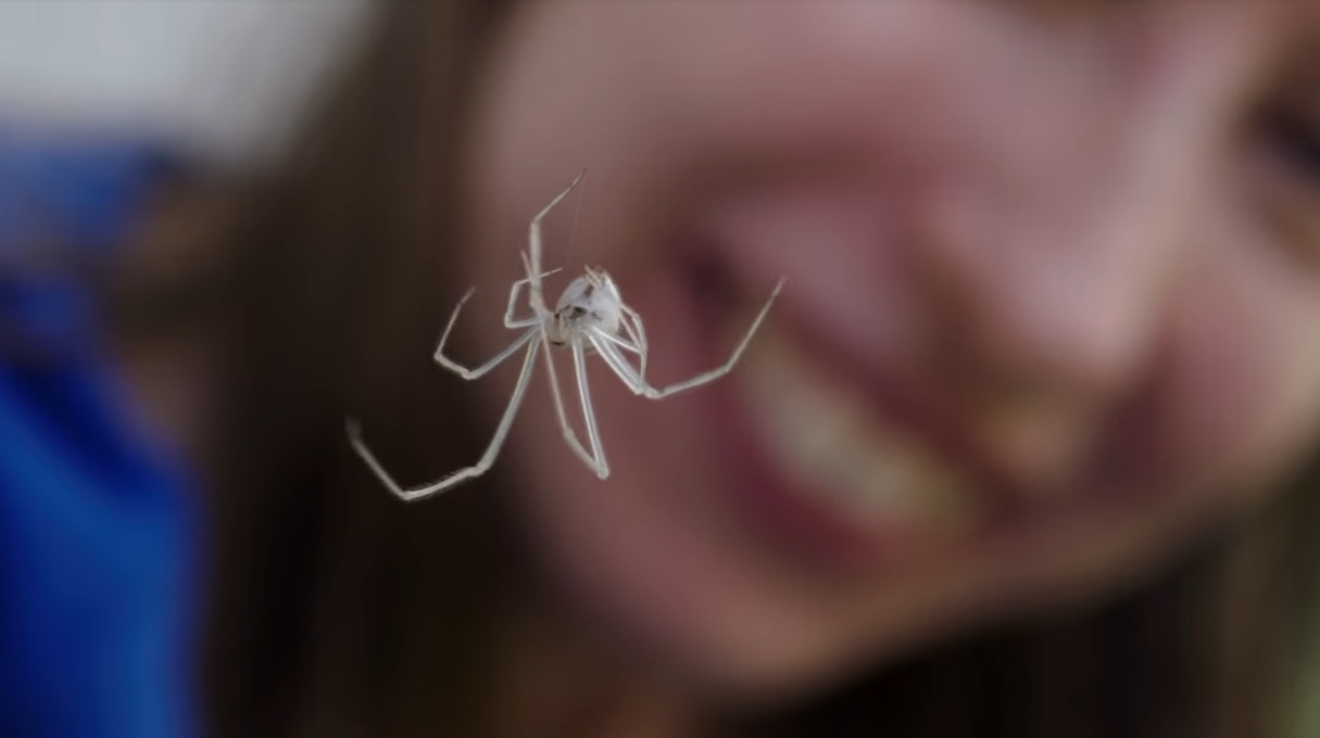 There are 10 spiders in each room of your house. Sweet dreams!