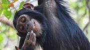 Lots of laughter and a chimpanzee eating monkeys (from the nose). The most comical animal photos of 2025