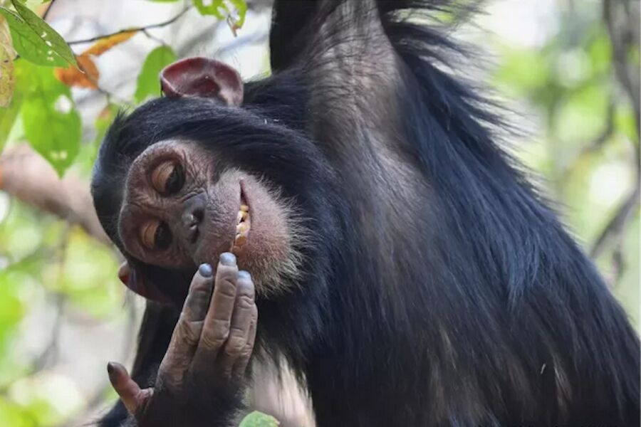 Lots of laughter and a chimpanzee eating monkeys (from the nose). The most comical animal photos of 2025