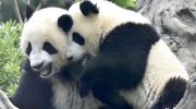 China retaliates. Twins leave Tokyo, Japan is left without pandas for the first time in 50 years