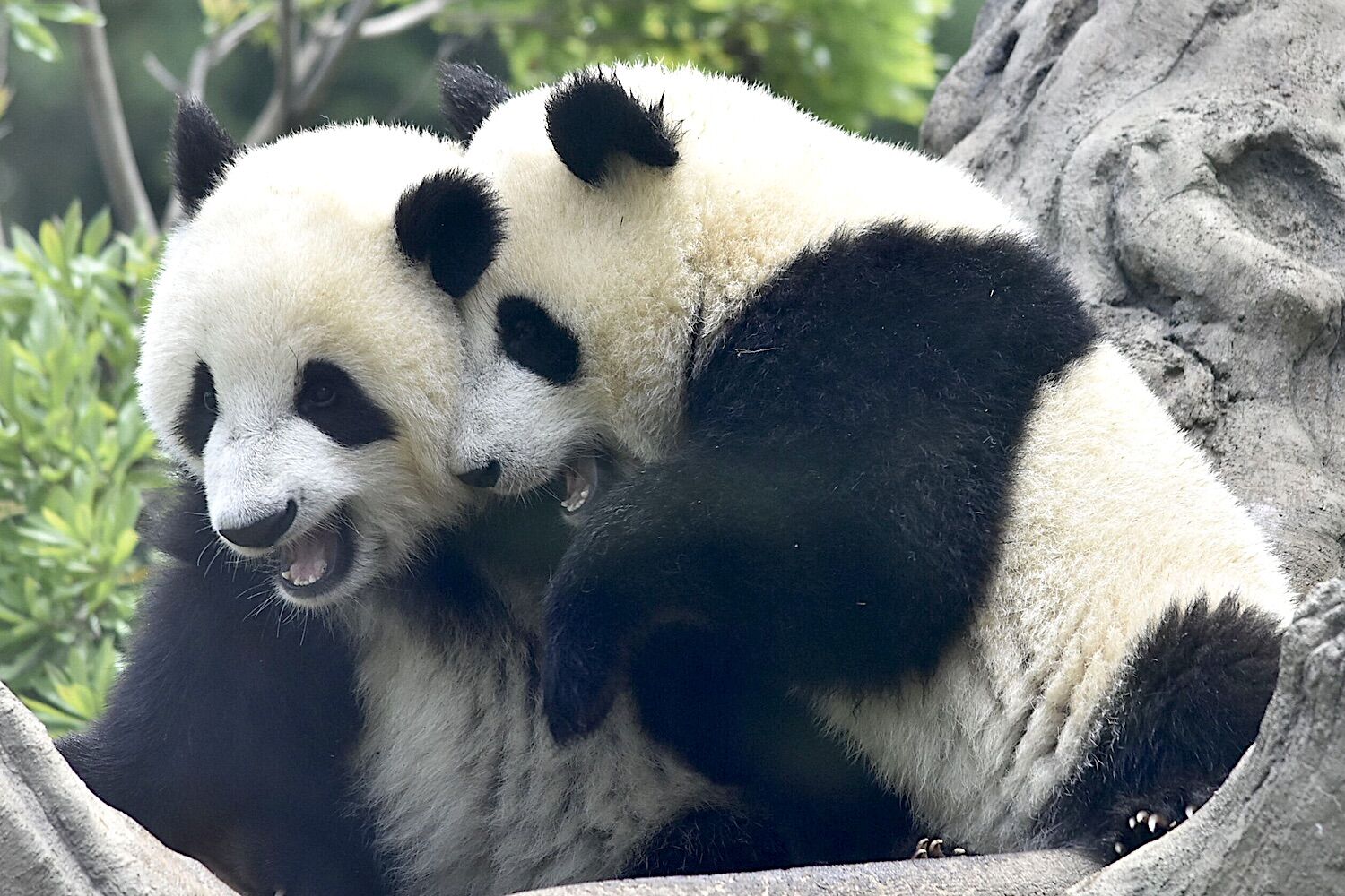 China retaliates. Twins leave Tokyo, Japan is left without pandas for the first time in 50 years