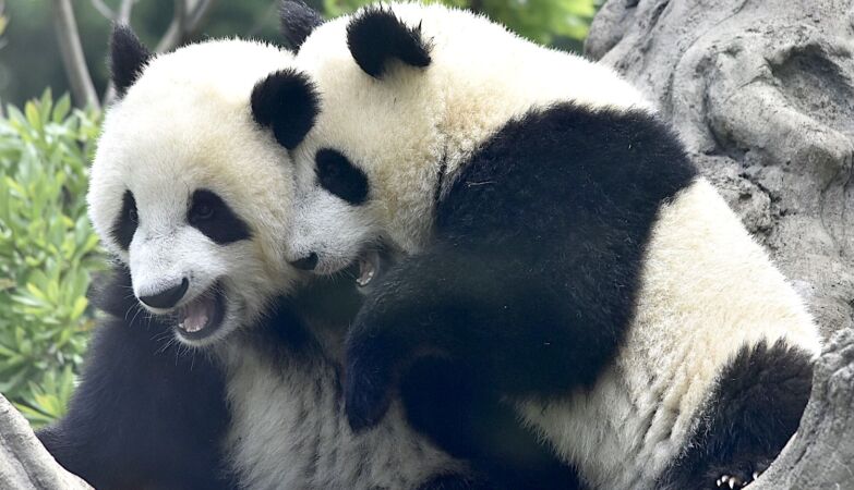 China retaliates. Twins leave Tokyo, Japan is left without pandas for the first time in 50 years