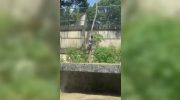 19-year-old dies at zoo in Brazil after breaking into lioness cage