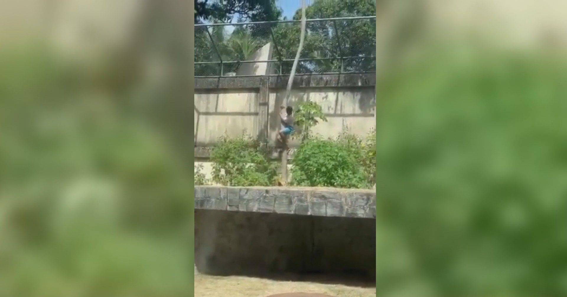 19-year-old dies at zoo in Brazil after breaking into lioness cage