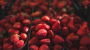 Strawberries from the Algarve begin to be exported to Christmas tables in Northern Europe