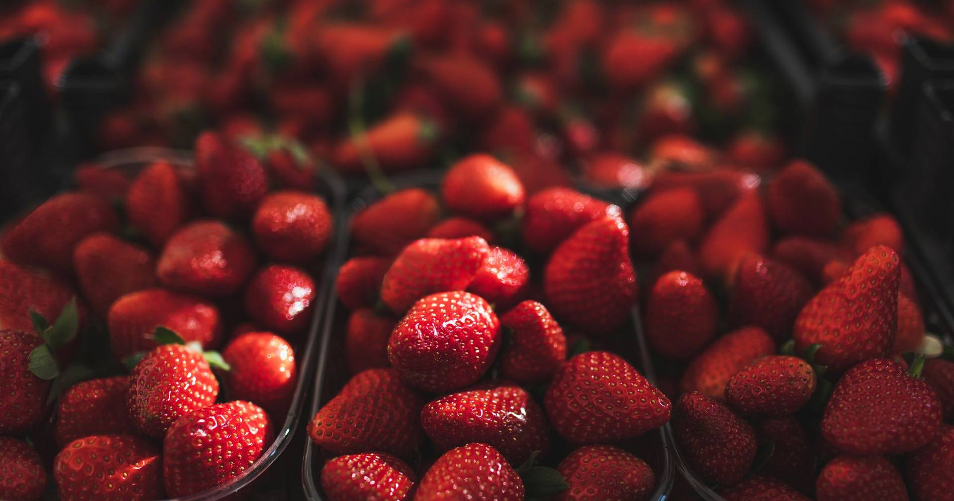 Strawberries from the Algarve begin to be exported to Christmas tables in Northern Europe