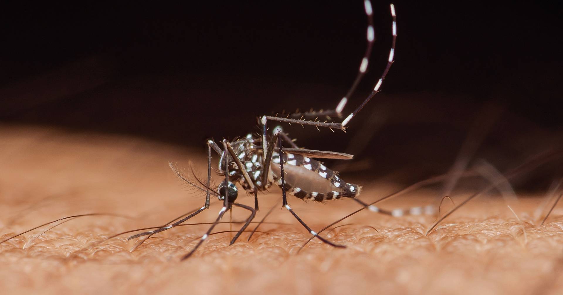 Nile fever confirmed in Portugal, DGAV recommends vaccination of horses