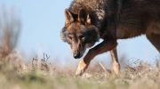 Iberian wolf: Government approves conservation program