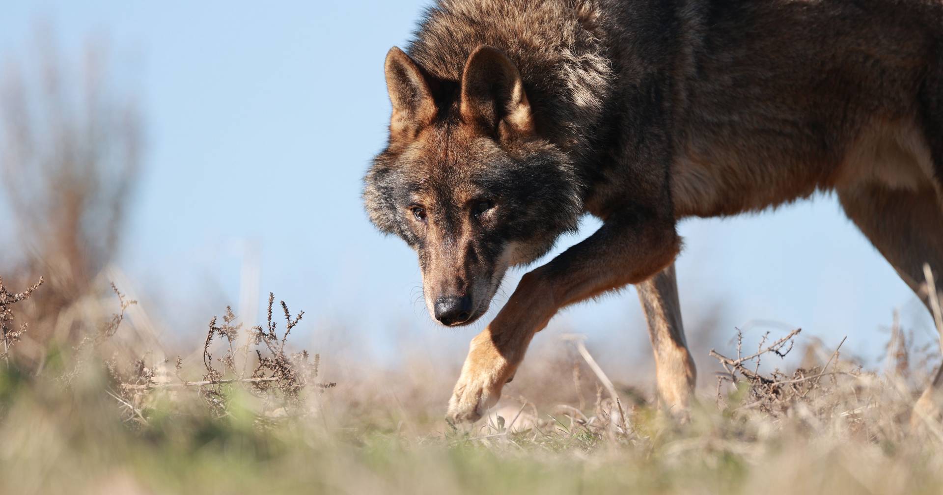 Iberian wolf: Government approves conservation program