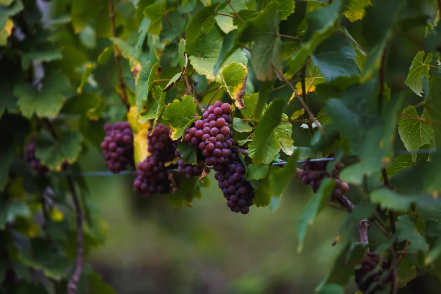 The wine Russia tried to eliminate - and Ukraine is turning into a symbol of freedom