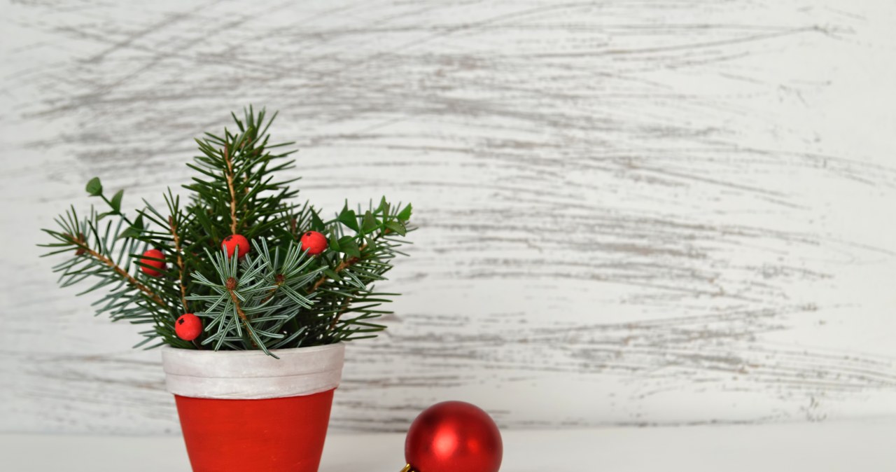 More and more people choose potted plants and decorations instead of investing in a classic Christmas tree every year. /Pixel