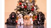 Spanish Royal Family wishes "Merry Christmas" but it's the 'big dogs' who steal the spotlight