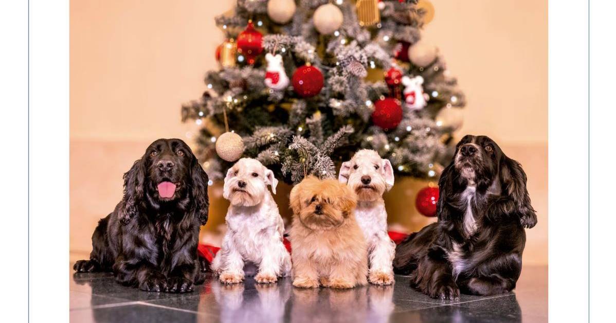 Spanish Royal Family wishes "Merry Christmas" but it's the 'big dogs' who steal the spotlight