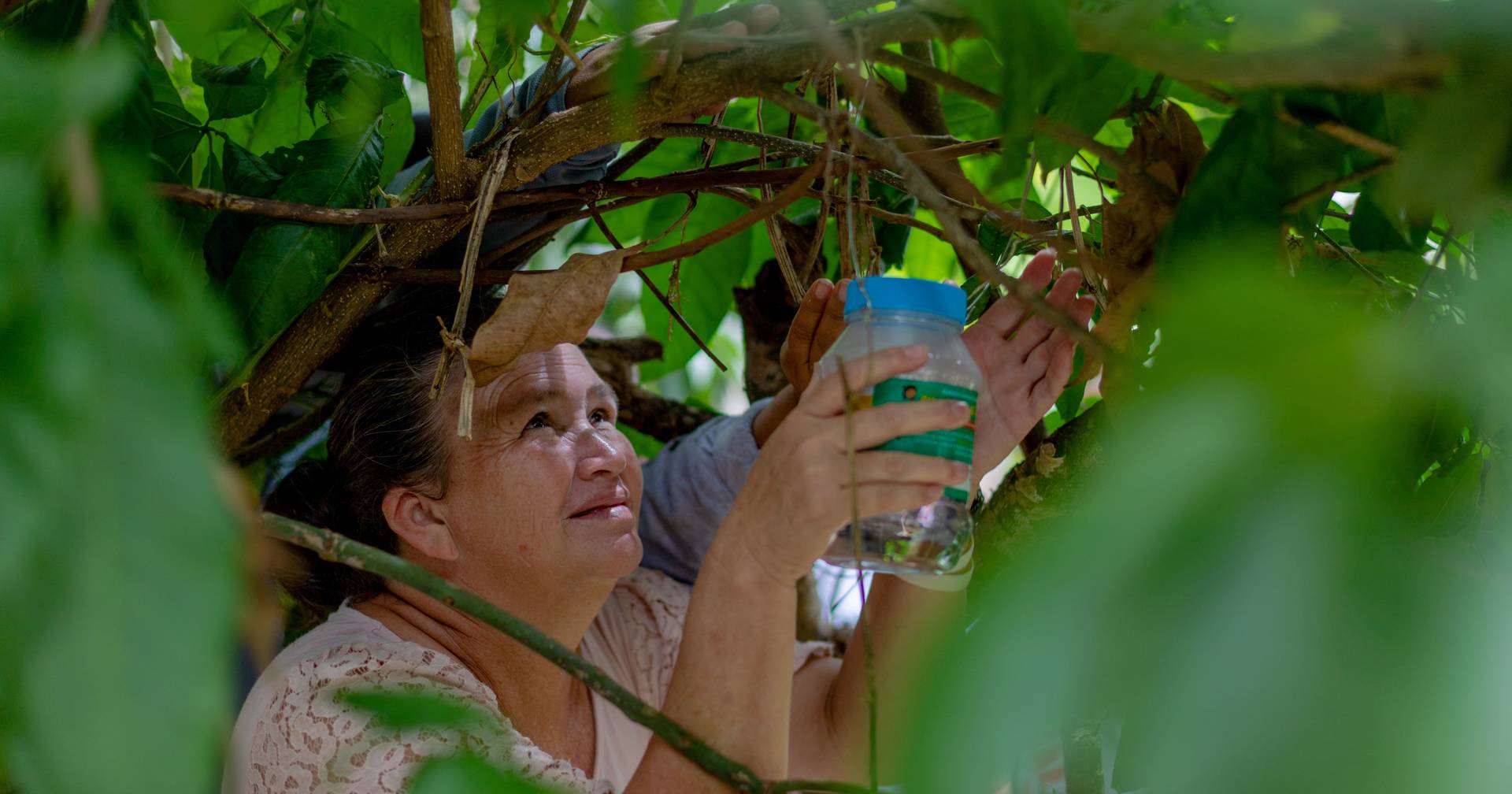 Honduras: mosquitoes with Wolbachia bacteria drastically reduce dengue cases