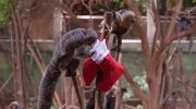Early Christmas at London Zoo: primates receive special gifts