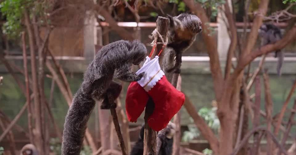 Early Christmas at London Zoo: primates receive special gifts