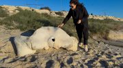 Whale bone thousands of years old discovered on Buarcos beach in Figueira da Foz
