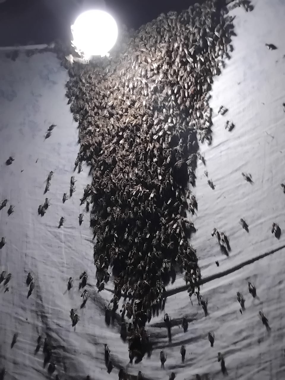 In an operation that lasted 9 hours, beekeeper removes giant swarm and avoids risk to elderly couple in Acre