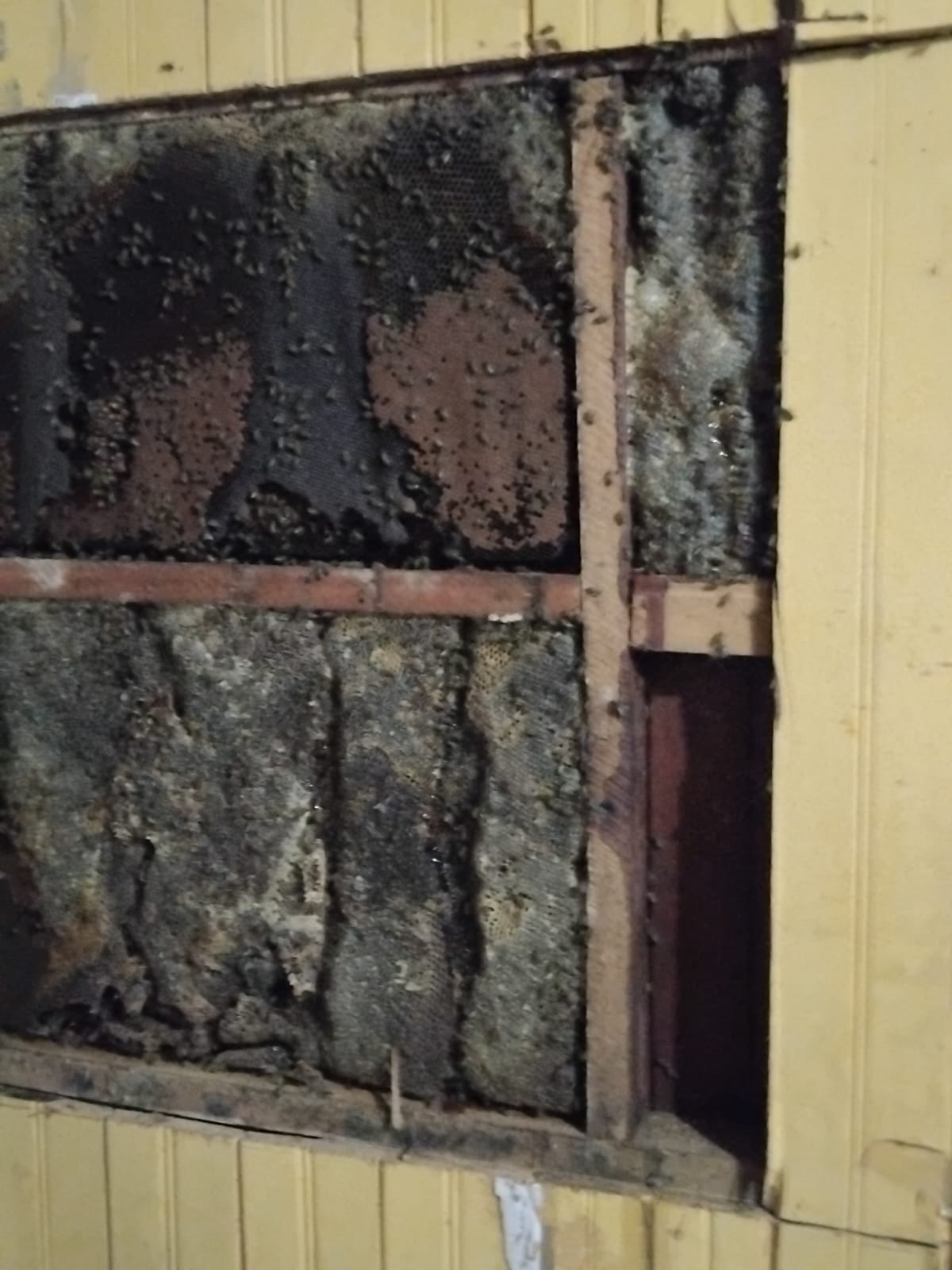 In an operation that lasted 9 hours, beekeeper removes giant swarm and avoids risk to elderly couple in Acre