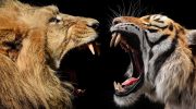 Lion vs. tiger: which of these felines would win in a fight and be crowned “King of the Animals”?