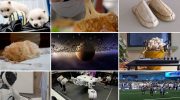 Prehistoric wolves, humanoid robots and extraterrestrial life: the scientific highlights of 2025