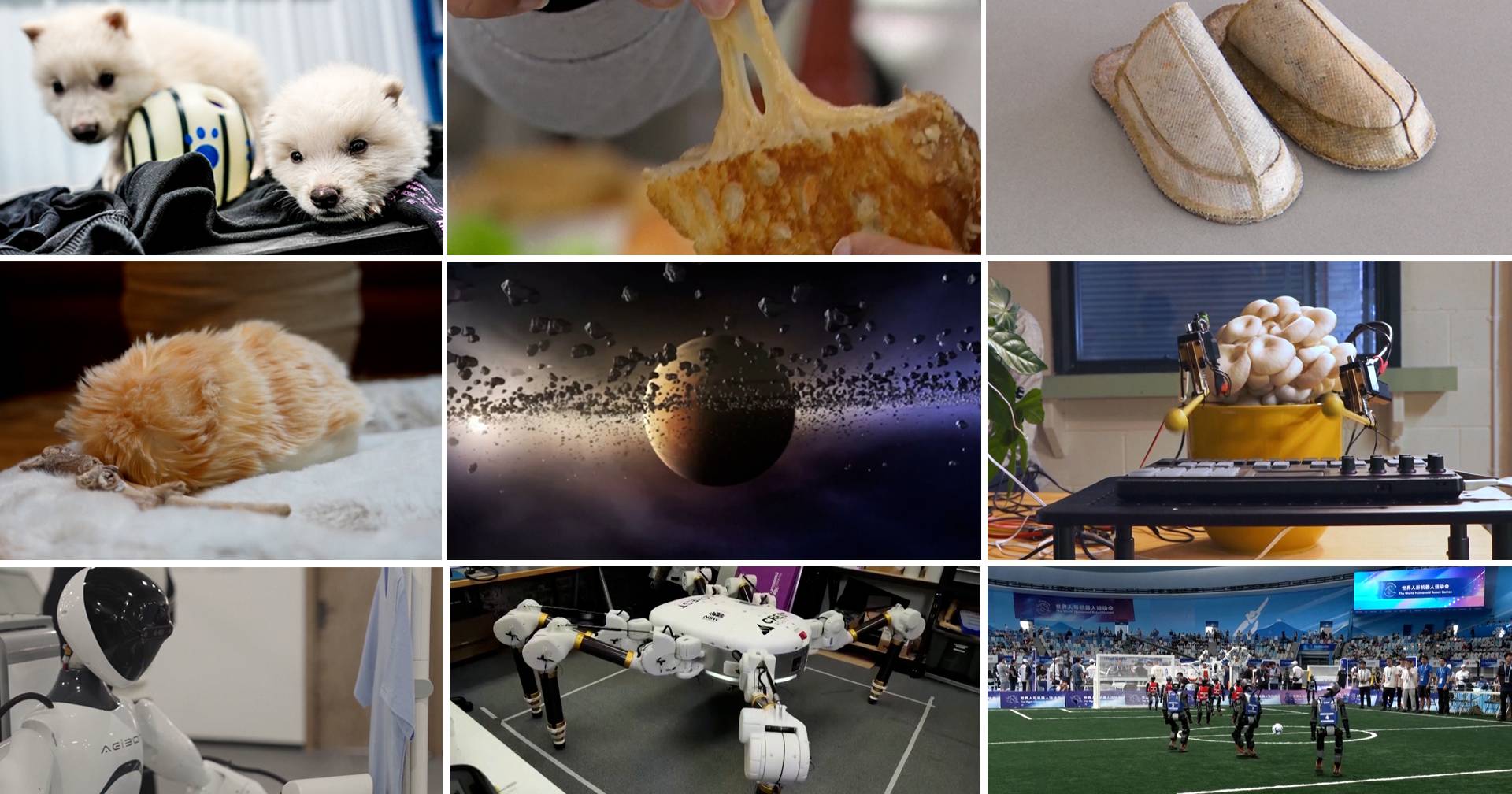 Prehistoric wolves, humanoid robots and extraterrestrial life: the scientific highlights of 2025