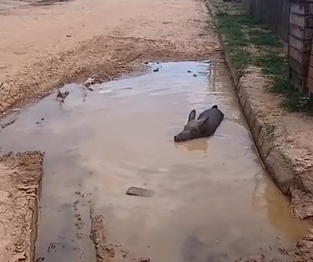 Pig is caught bathing in a hole with water and the scene attracts attention in the interior of Acre