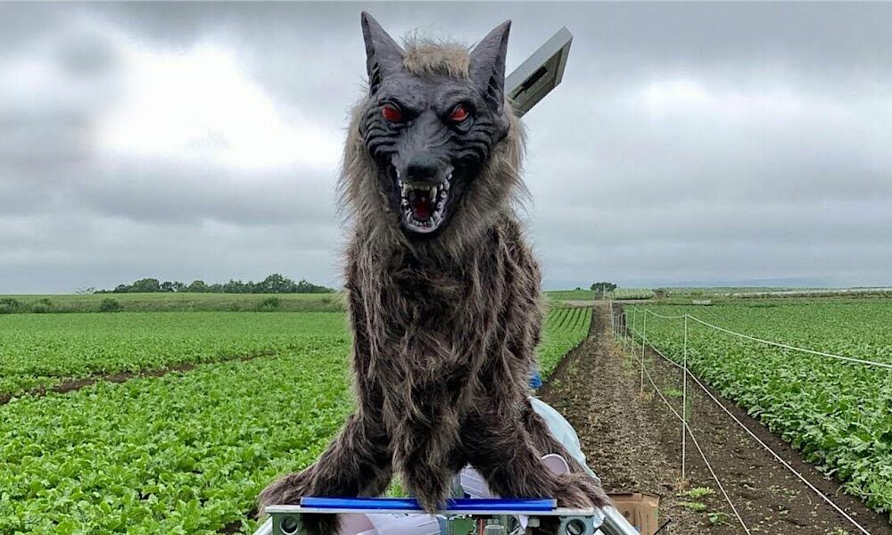 Bear attacks in Japan don't stop. The solution is a bizarre-looking robot wolf