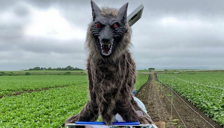 Bear attacks in Japan don't stop. The solution is a bizarre-looking robot wolf