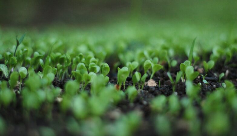 Is music beneficial for plants? Science seeks to unravel the mystery