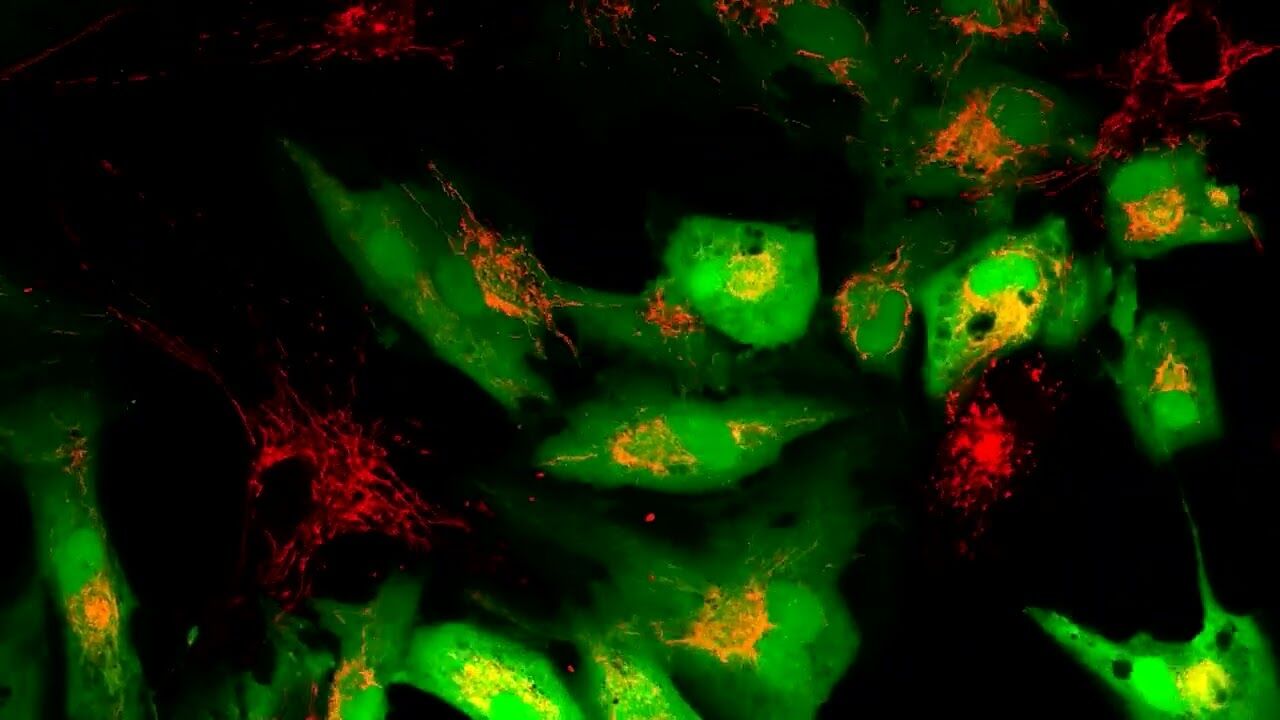 Scientists discover how to “recharge” aging human cells