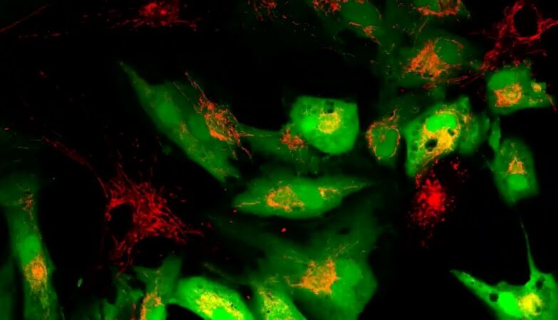 Scientists discover how to “recharge” aging human cells