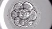 Unprecedented discovery simulates the first days of embryo implantation
