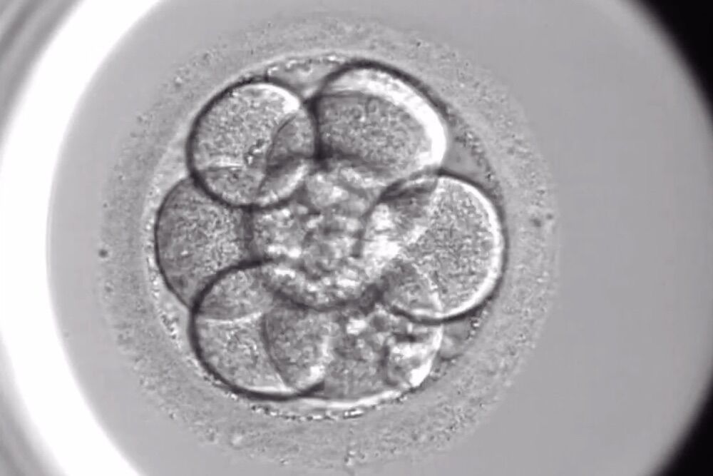 Unprecedented discovery simulates the first days of embryo implantation