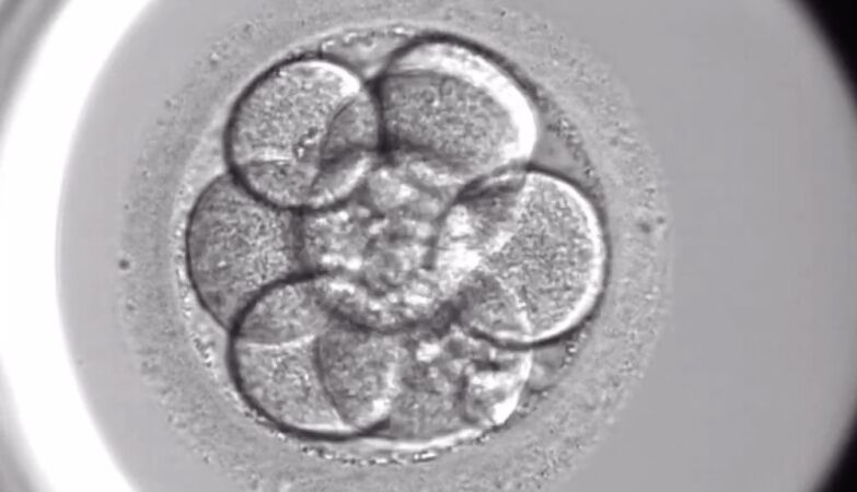 Unprecedented discovery simulates the first days of embryo implantation