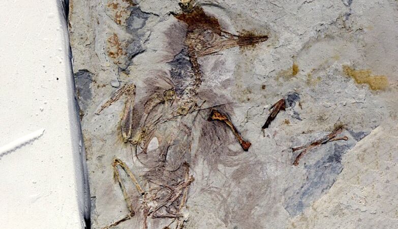 Prehistoric bird died of asphyxiation with 800 stones in its throat. Nobody knows why