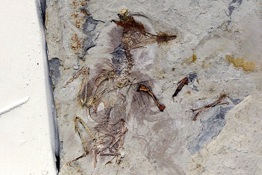 Prehistoric bird died of asphyxiation with 800 stones in its throat. Nobody knows why
