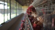 Bird flu is getting worse: 10 questions and answers