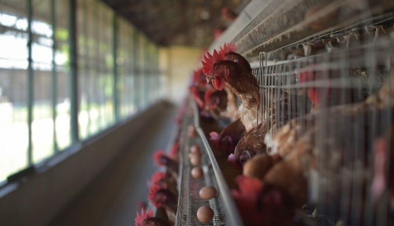 Bird flu is getting worse: 10 questions and answers